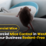 Commercial Mice Control in Westport CT Keep Your Business Rodent-Free