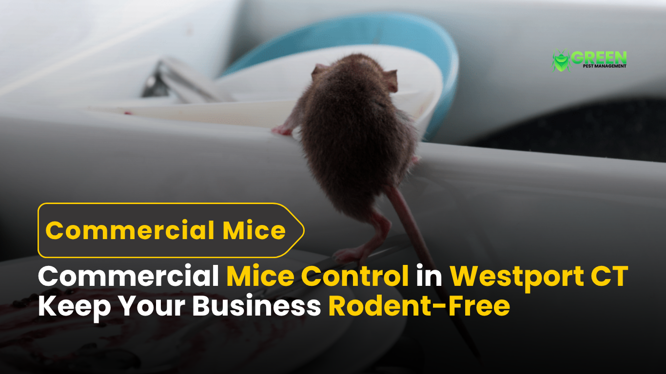 Commercial Mice Control in Westport CT Keep Your Business Rodent-Free