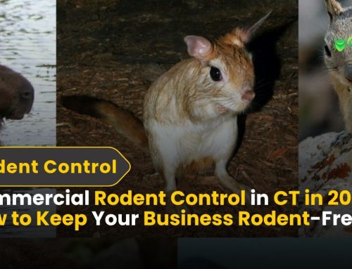 Commercial Rodent Control in CT in 2025 | How to Keep Your Business Rodent-Free