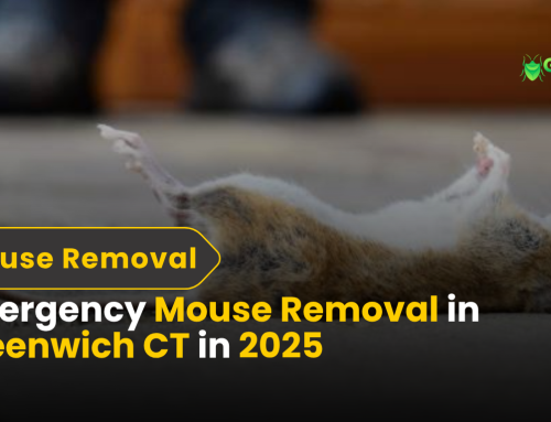 Emergency Mouse Removal in Greenwich CT