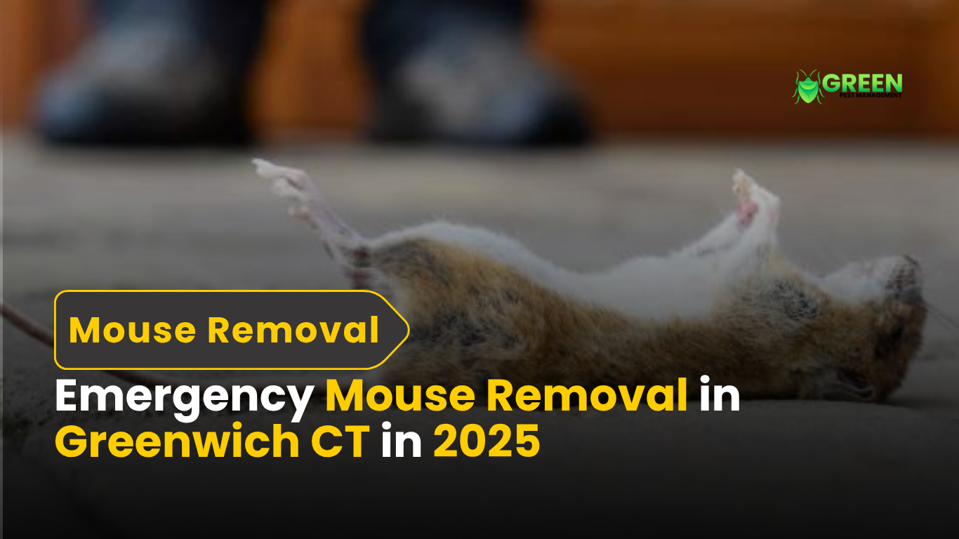 Emergency Mouse Removal in Greenwich CT in 2025