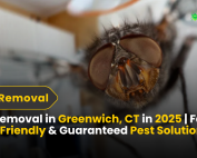 Good Lawn Maintenance with Pest Control 2 Fly Removal in Greenwich, CT in 2025 Fast, Eco-Friendly & Guaranteed Pest Solutions