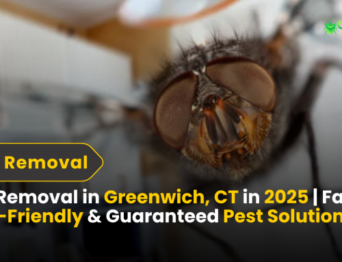 Fly Removal in Greenwich, CT in 2025 | Fast, Eco-Friendly & Guaranteed Pest Solutions