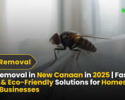 Good Lawn Maintenance with Pest Control 3 Fly Removal in New Canaan in 2025 Fast, Safe & Eco-Friendly Solutions for Homes and Businesses