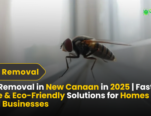 Fly Removal in New Canaan in 2025 | Fast, Safe & Eco-Friendly Solutions for Homes and Businesses
