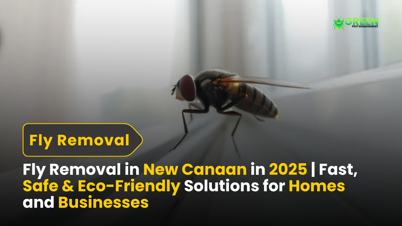 Fly Removal in New Canaan in 2025 | Fast, Safe & Eco-Friendly Solutions for Homes and Businesses 3 Fly Removal in New Canaan in 2025 Fast, Safe & Eco-Friendly Solutions for Homes and Businesses
