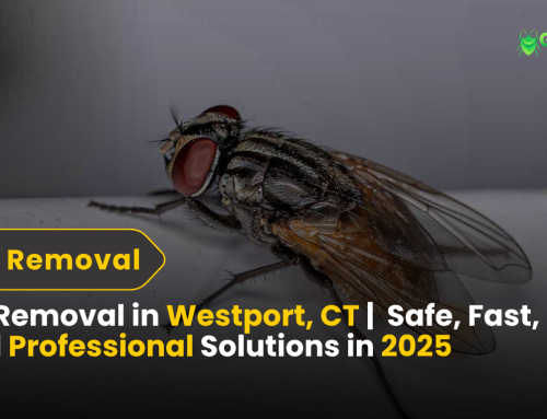 Fly Removal in Westport, CT |  Safe, Fast, and Professional Solutions in 2025