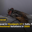 Fly Removal in Westport, CT Safe, Fast, and Professional Solutions in 2025