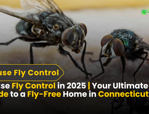 Wasp Extermination: Proven Tips for Safely Getting Rid of Wasps at Home 4 Easy, Eco-Friendly Fly Control for Connecticut Residents | Transform Your Home in 2025