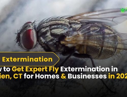 How to Get Expert Fly Extermination in Darien, CT for Homes & Businesses in 2025