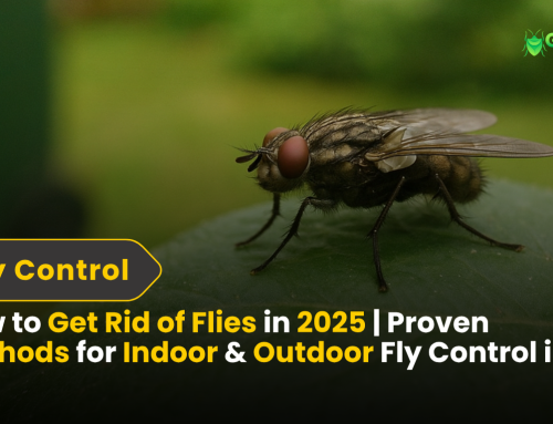 House Fly Control in CT | Eliminate Dirty, Disease-Carrying Flies Fast 2025 2 How to Get Rid of Flies in 2025 | Proven Methods for Indoor & Outdoor Fly Control in CT
