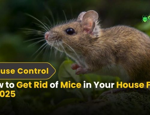 How to Get Rid of Mice in Your House Fast | Guaranteed Methods for 2025