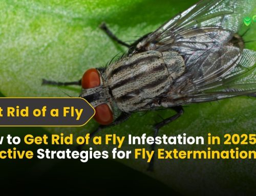 How to Get Rid of a Fly Infestation in 2025 | Effective Strategies for Fly Extermination