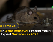 Mice in Attic Removal Protect Your Home with Expert Services in 2025
