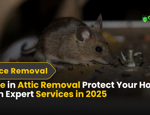 Mice in Attic Removal Protect Your Home with Expert Services in 2025