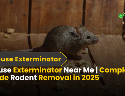 Mouse Exterminator Near Me | Complete Guide Rodent Removal in 2025