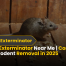 Mouse Exterminator Near Me | Complete Guide Rodent Removal in 2025