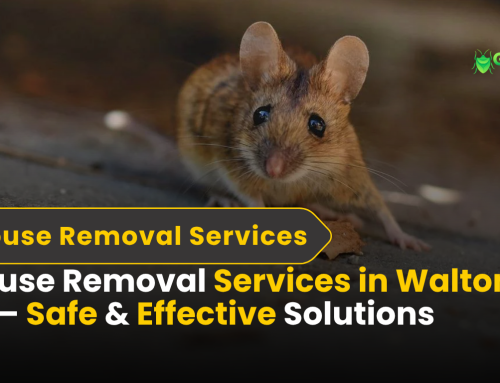 Mouse Removal Services in Walton, CT | Effective Solutions in 2025