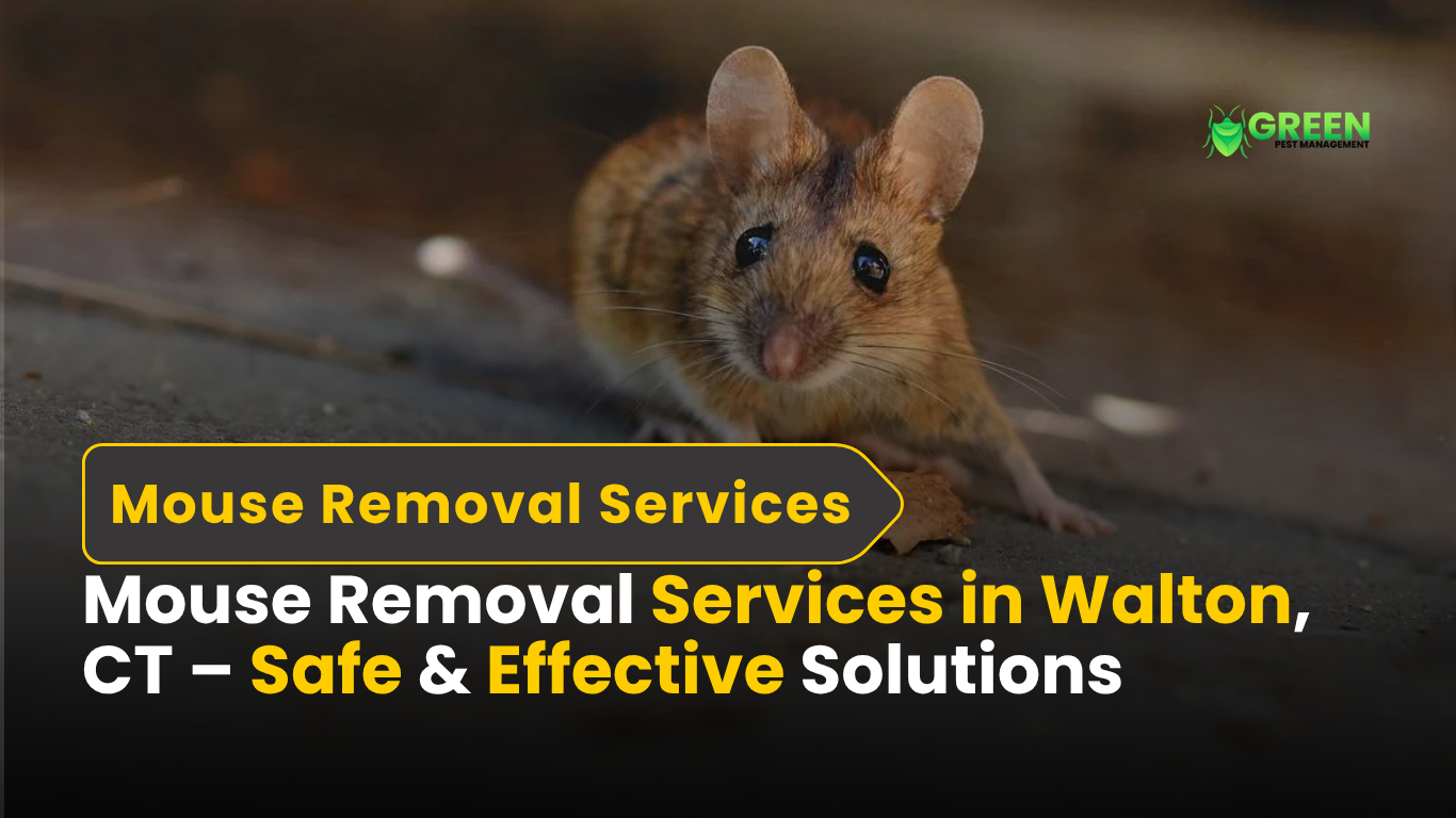 Mouse Removal Services in Walton, CT | Safe & Effective Solutions