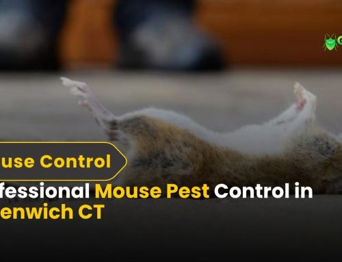 Professional Mouse Pest Control in Greenwich CT