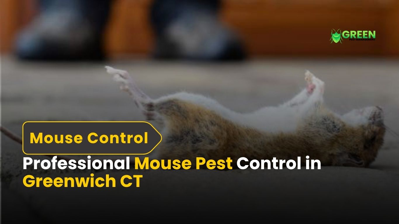 Professional Mouse Pest Control in Greenwich CT