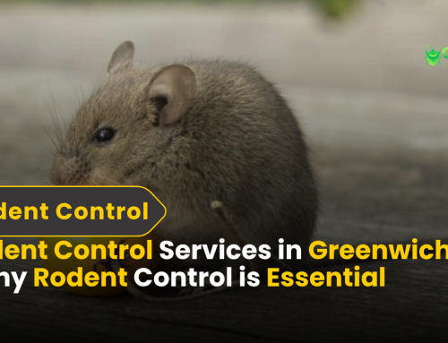 Trusted Rodent Control Services in Greenwich, CT in 2025 | Safe & Effective Solutions