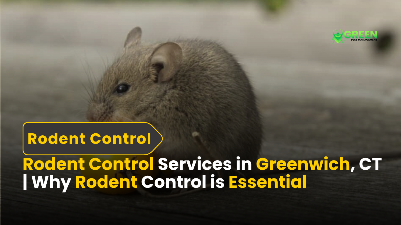 Rodent Control Services in Greenwich, CT Why Rodent Control is Essential