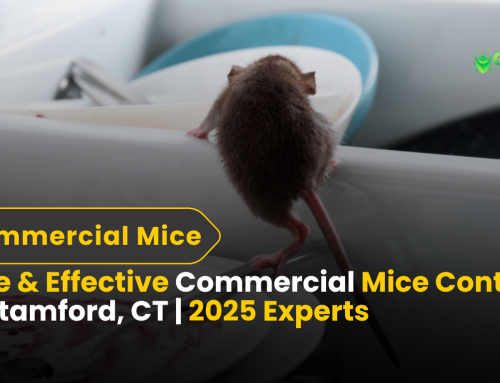Safe & Effective Commercial Mice Control in Stamford, CT | 2025 Experts
