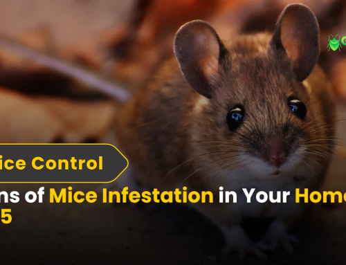 Signs of Mice Infestation in Your Home in 2025