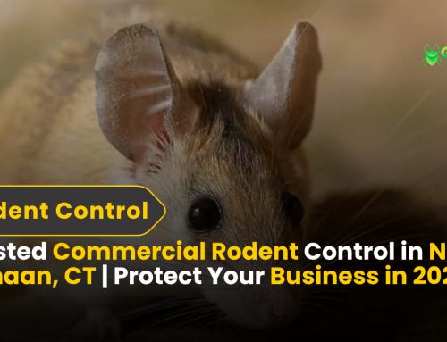 Trusted Commercial Rodent Control in New Canaan, CT | Protect Your Business in 2025