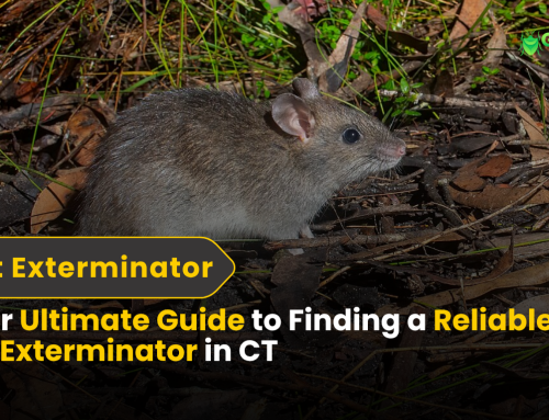 Wasp Extermination: Proven Tips for Safely Getting Rid of Wasps at Home 3 Your Ultimate Guide to Finding a Reliable Rat Exterminator in CT