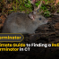 Your Ultimate Guide to Finding a Reliable Rat Exterminator in CT 9 Your Ultimate Guide to Finding a Reliable Rat Exterminator in CT.