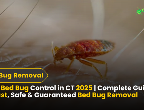 Best Bed Bug Control in CT 2025 | Complete Guide to Fast, Safe & Guaranteed Bed Bug Removal