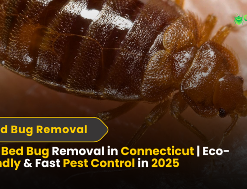 Best Bed Bug Removal in Connecticut | Eco-Friendly & Fast Pest Control in 2025