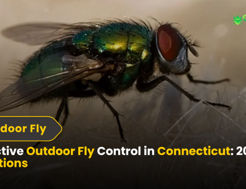 Effective Outdoor Fly Control in Connecticut: 2025 Solutions