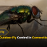 Effective Outdoor Fly Control in Connecticut 2025 Solutions