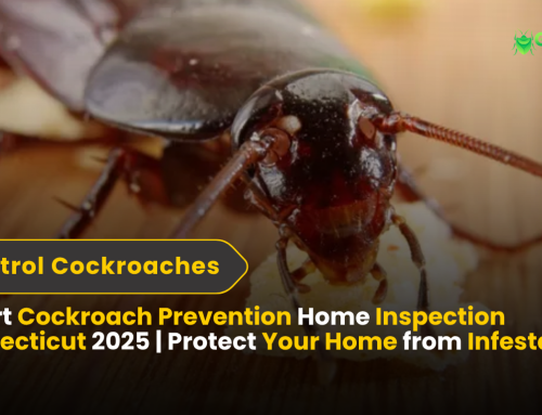 Expert Cockroach Prevention Home Inspection Connecticut 2025 | Protect Your Home from Infestations