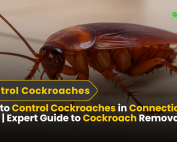 How to Get rid of Ants 4 How to Control Cockroaches in Connecticut in 2025 Expert Guide to Cockroach Removal