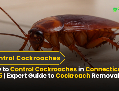 How to Control Cockroaches in Connecticut in 2025 | Expert Solutions for Removal Cockroaches