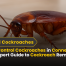 How to Control Cockroaches in Connecticut in 2025 Expert Guide to Cockroach Removal