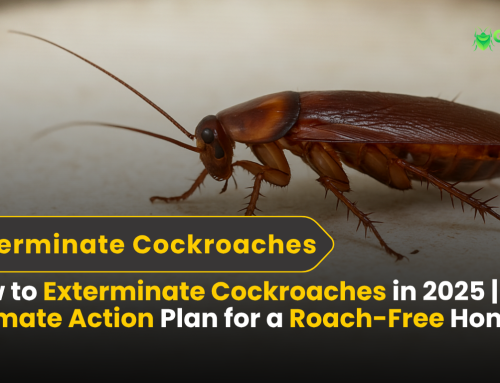 How to Exterminate Cockroaches in 2025 | The Ultimate Action Plan for a Roach-Free Home