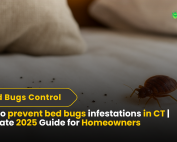 Good Lawn Maintenance with Pest Control 2 How to prevent bed bugs infestations in CT