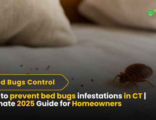 How to prevent bed bugs infestations in CT | Ultimate 2025 Guide for Homeowners