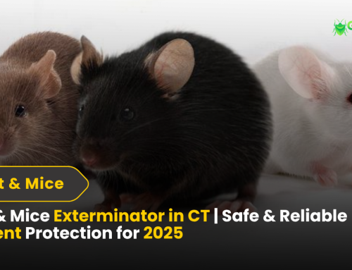 Rat & Mice Exterminator in CT | Safe & Reliable Rodent Protection for 2025