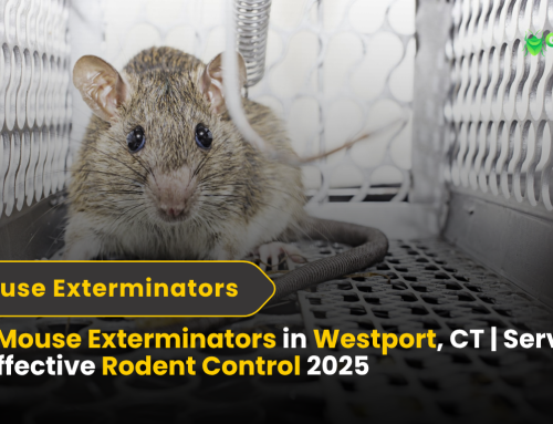 Top Mouse Exterminators in Westport, CT | Services for Effective Rodent Control 2025