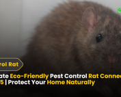 How to Get rid of Ants 2 Ultimate Eco-Friendly Pest Control Rat Connecticut in 2025 Protect Your Home Naturally