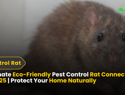 Ultimate Eco-Friendly Pest Control Rat Connecticut in 2025 | Protect Your Home Naturally