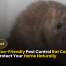 Ultimate Eco-Friendly Pest Control Rat Connecticut in 2025 | Protect Your Home Naturally 9 Ultimate Eco-Friendly Pest Control Rat Connecticut in 2025 Protect Your Home Naturally