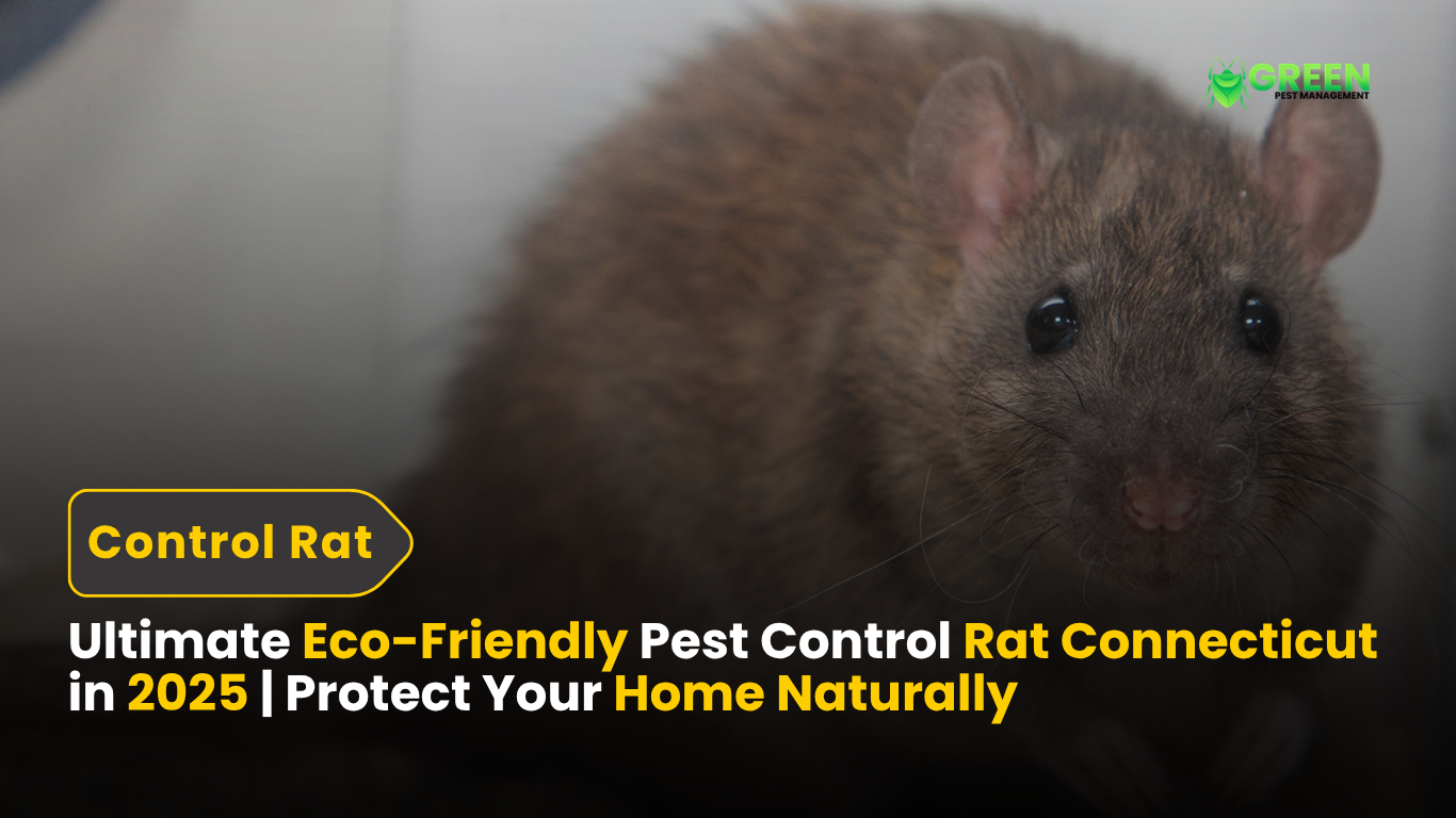 Ultimate Eco-Friendly Pest Control Rat Connecticut in 2025 | Protect Your Home Naturally 2 Ultimate Eco-Friendly Pest Control Rat Connecticut in 2025 Protect Your Home Naturally