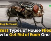 How do IPM programs work? 3 15 Best Types of House Flies How to Get Rid of Each One